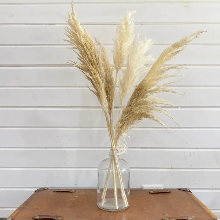 Pampas Grass- Dried/Natural