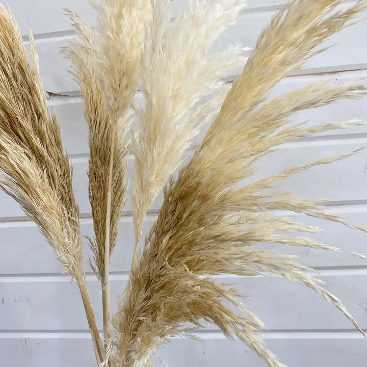 Pampas Grass- Dried/Natural